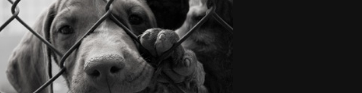 Animal Adoption Sponsor Animal Adoption Sponsor